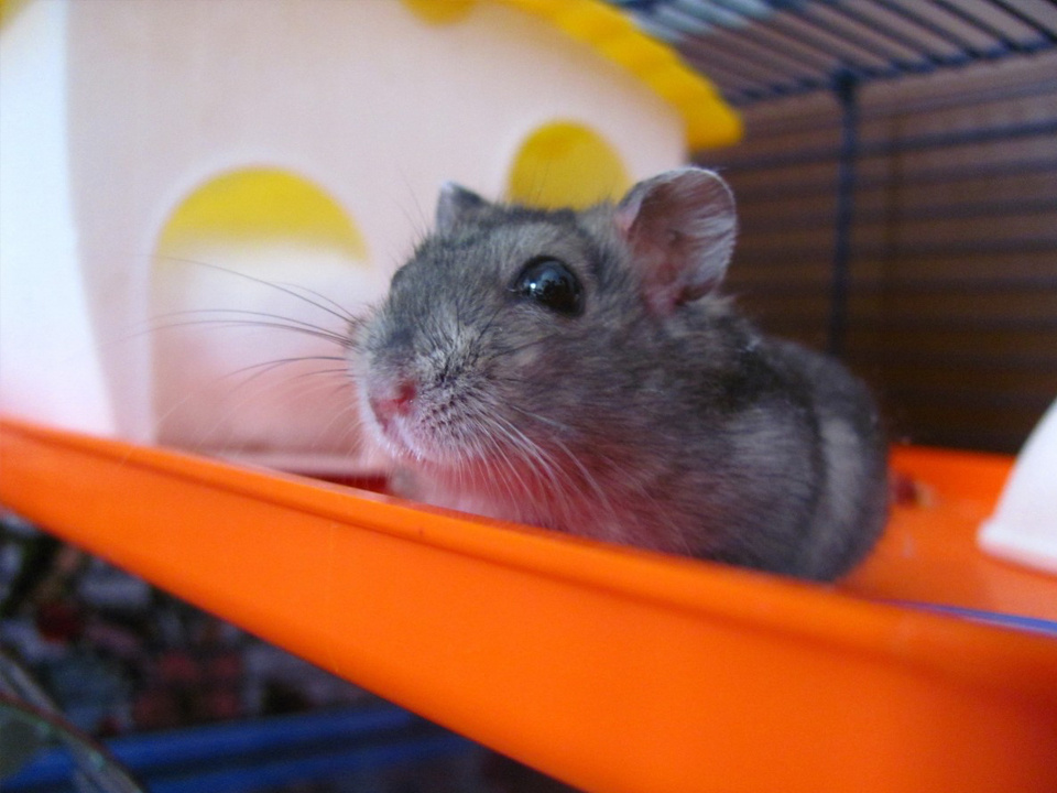     Фото: pxhere.com