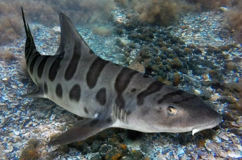 Вот это кошка! Я бы завел себе такую домой.