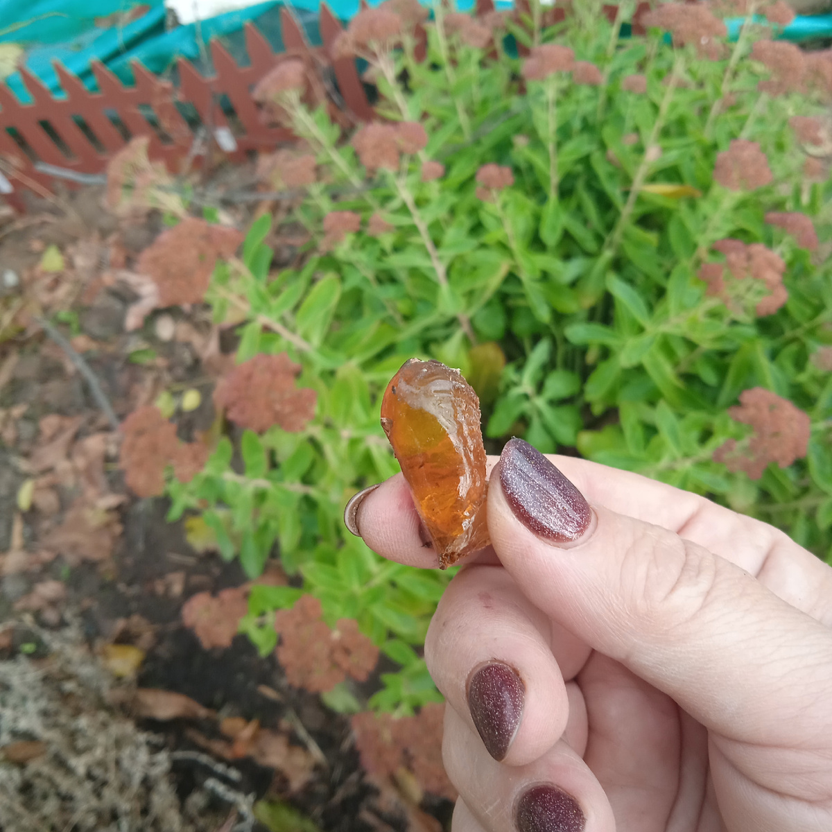 Дачный янтарь) 