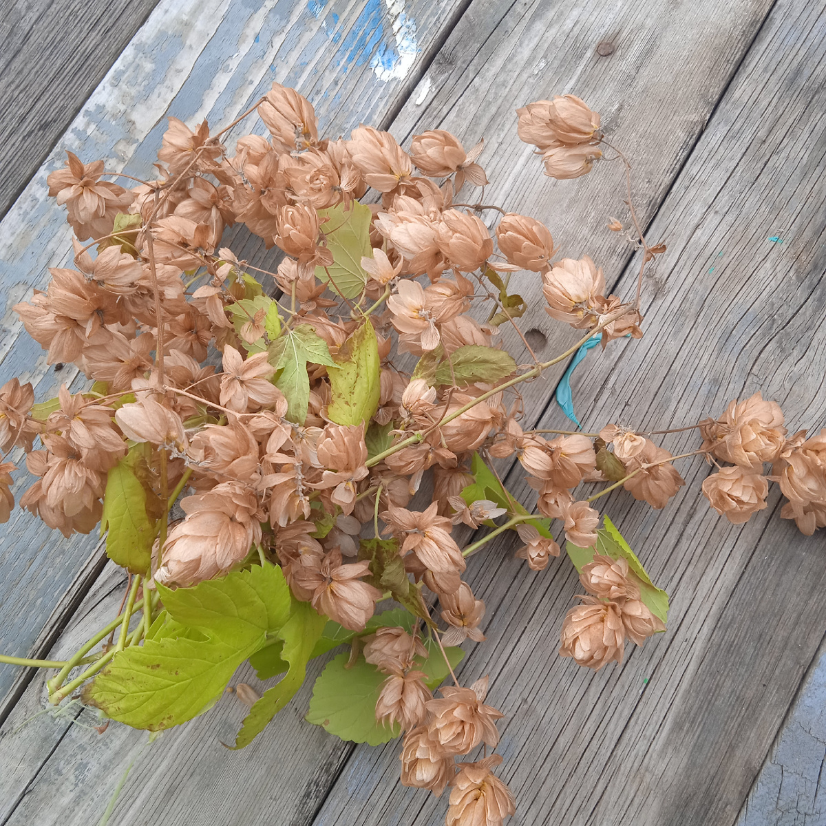 Это шишки хмеля 