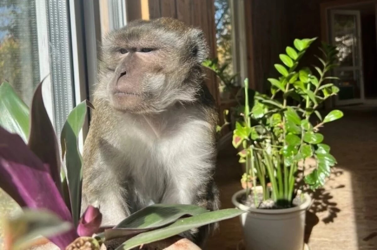    В Омске при вмешательстве полиции яванского макака «выселили» из квартиры хозяйки и «прописали» в частном зоопарке.