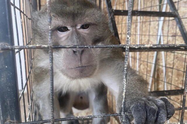    Жора смог выбраться из клетки и устроил дебош в квартире новой хозяйки. Фото:  АиФ/ Ирина Аксенова