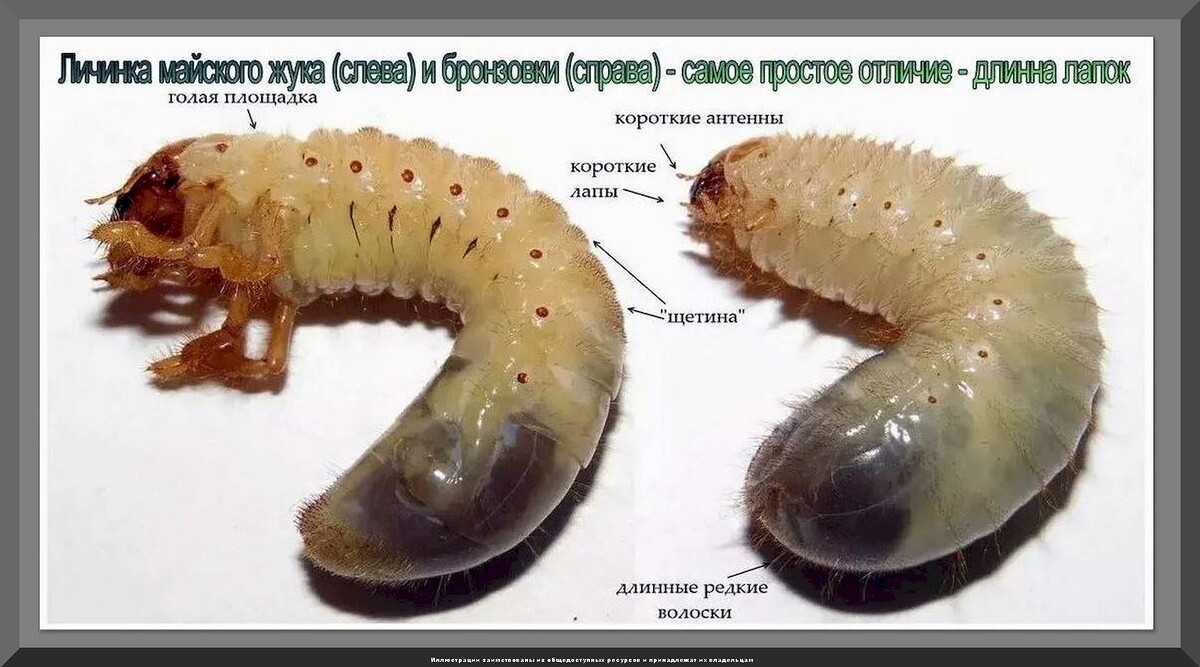 https://vk.com/photo-159774511_457267465.