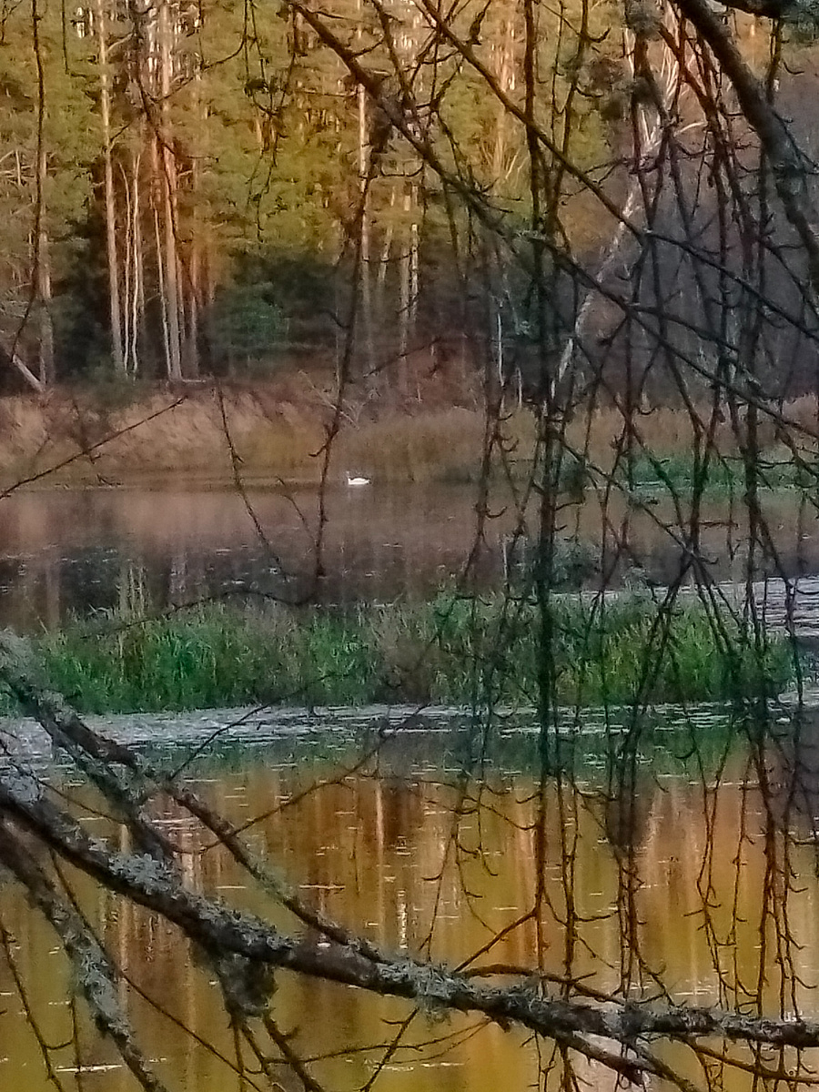 Фото с зумом. Лебедь вдалеке