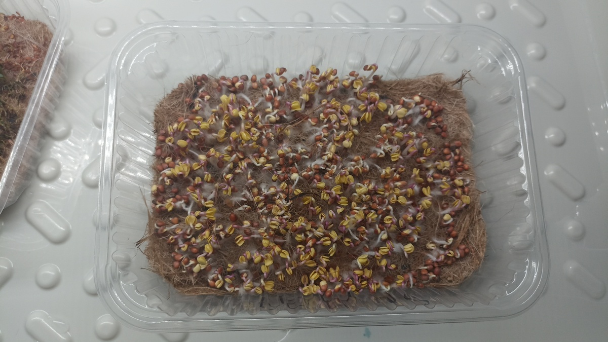 Ростки редиса после проращивания 