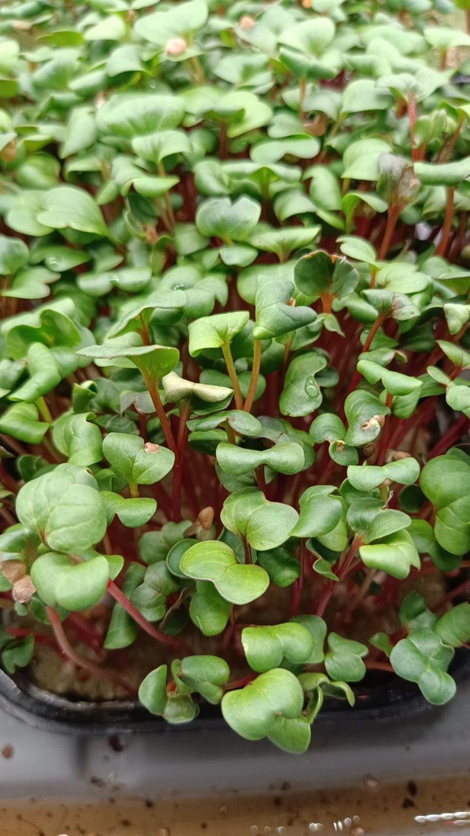 Микрозелень Редис 