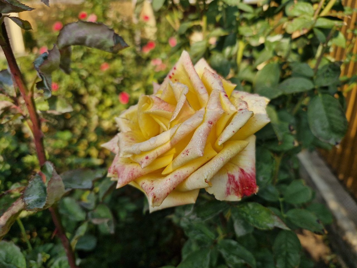 Увядающая красота