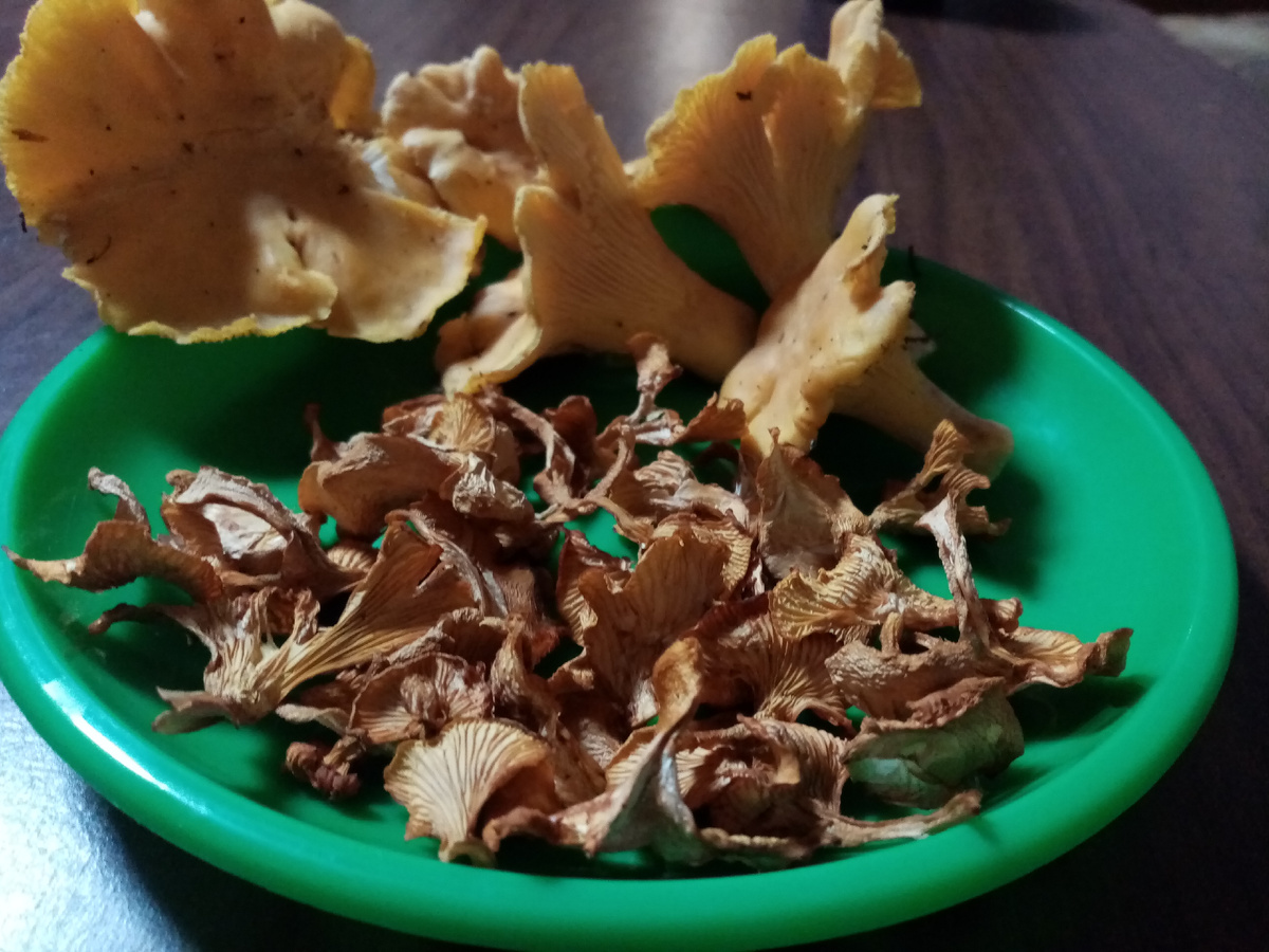 Сухие лисички, фото автора