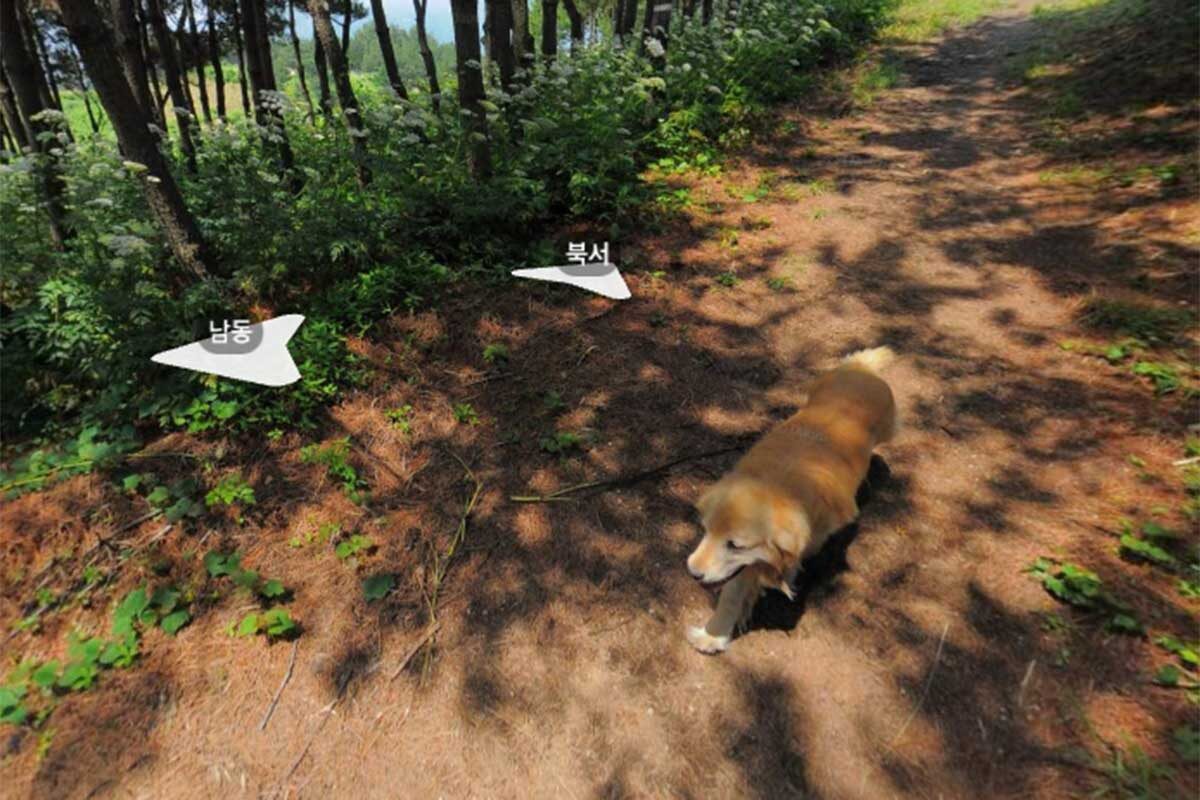 Map.Kakao📷Пес по кличке Мару не отходил от фотографа на протяжении всего процесса и запечатлен на тысяче снимков острова на онлайн-карте