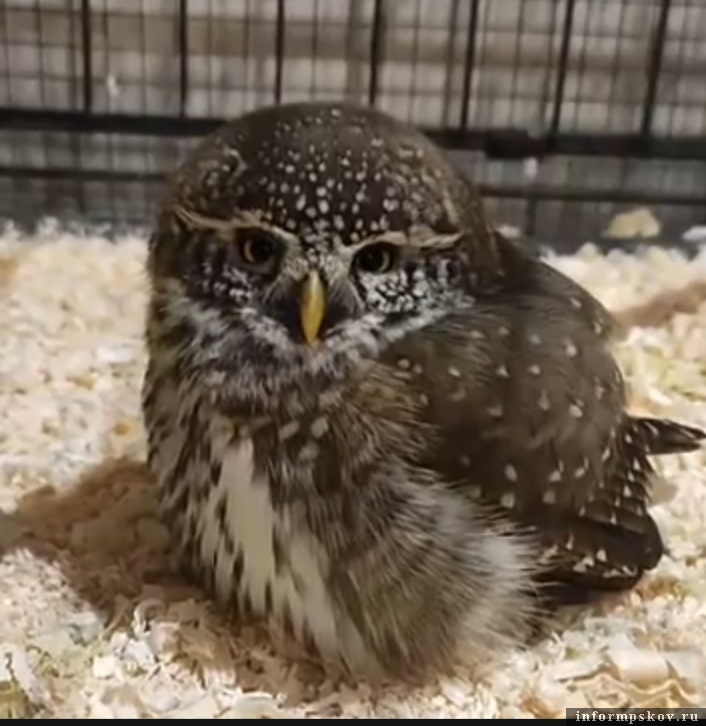 За жизнь воробьиного сыча борются в подворье «Птичий дворик» в Пскове. Скриншот из видео «Птичьего дворика»