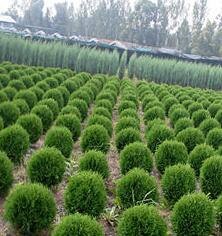 туя выращивание