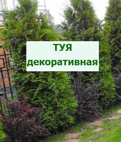 туя декоративная