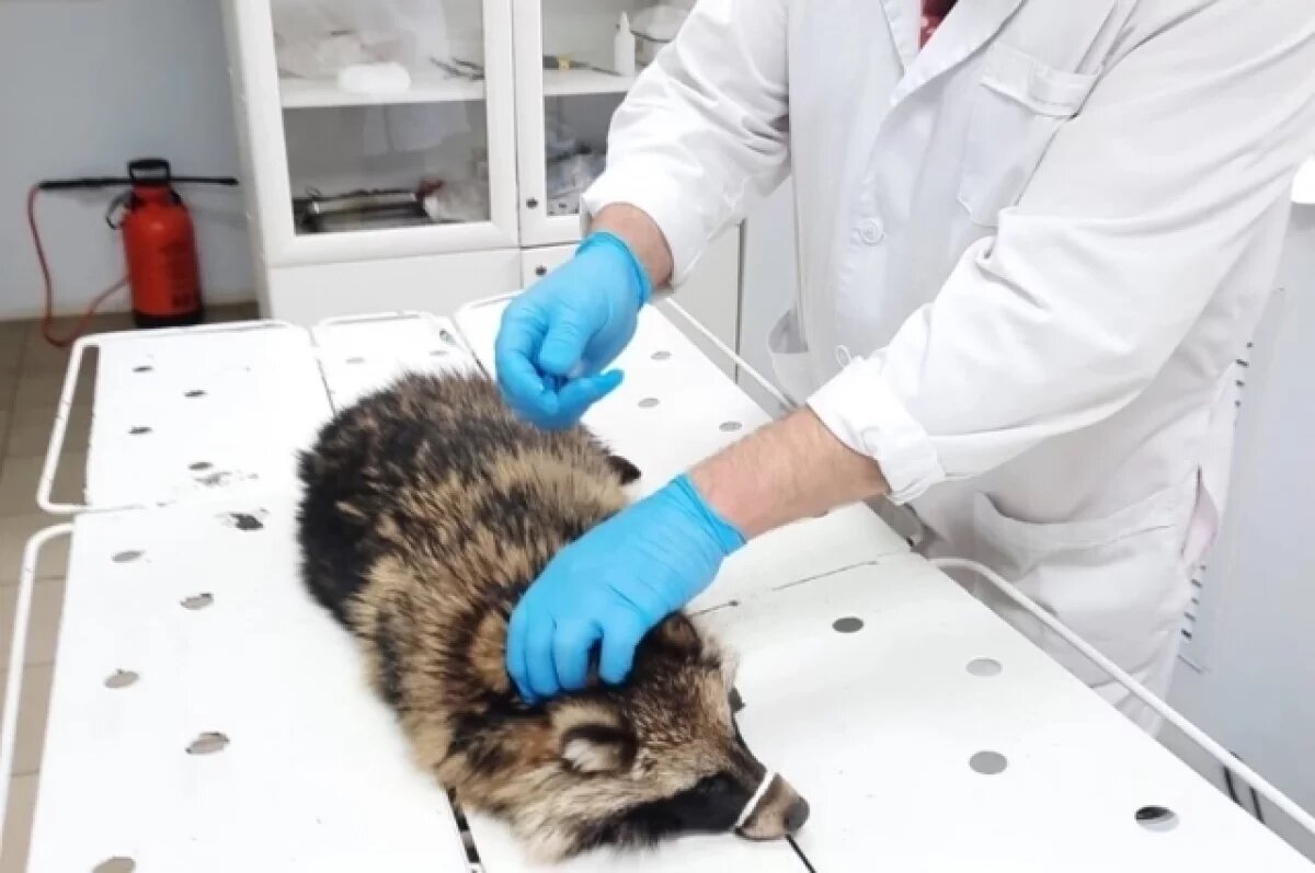    Когда енотовидная собака поправится, её выпустят обратно в дикую природу