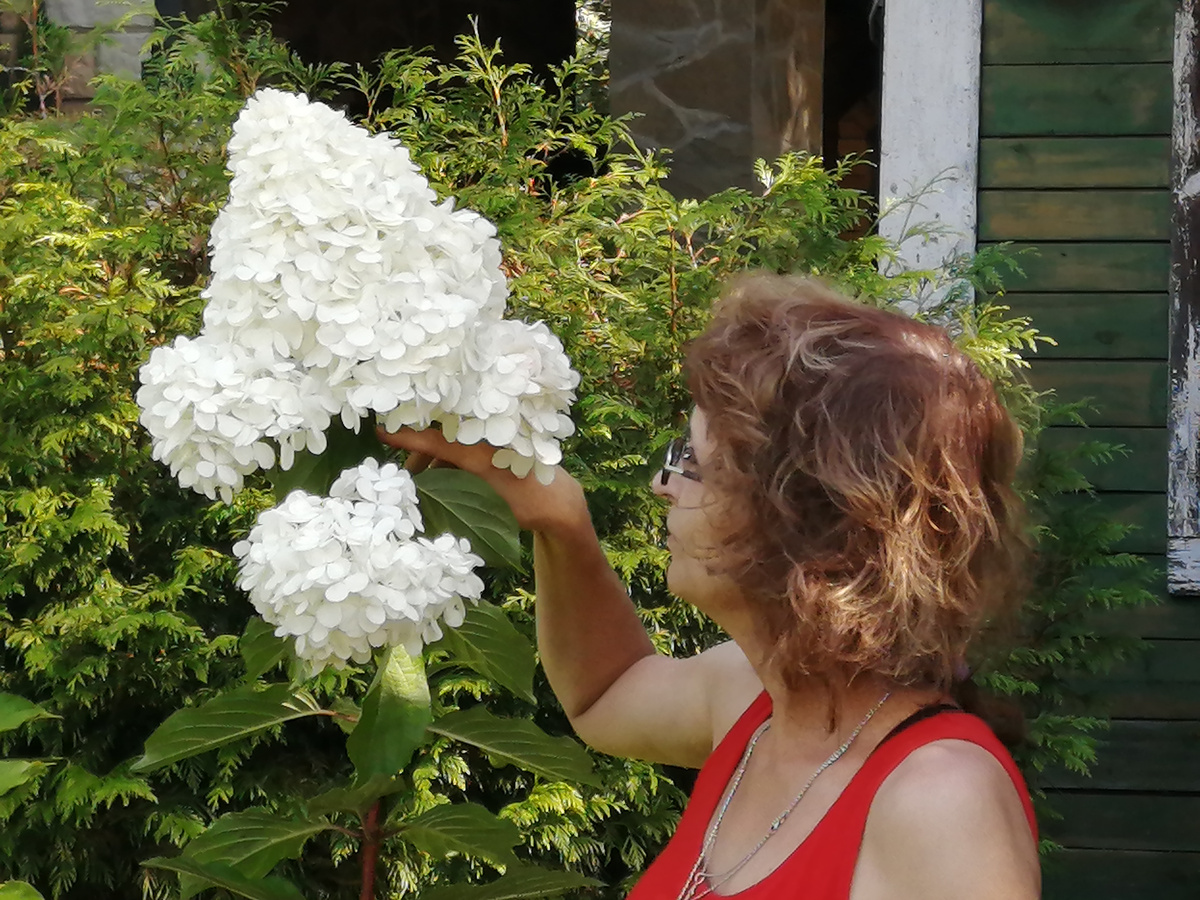 Лето 2024. Большое соцветие гортензии скоро начнет розоветь