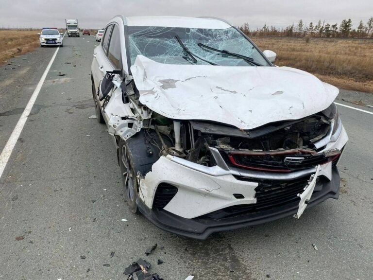    В Новоорском районе в ДТП погибли две лошади Белов Михаил Александрович
