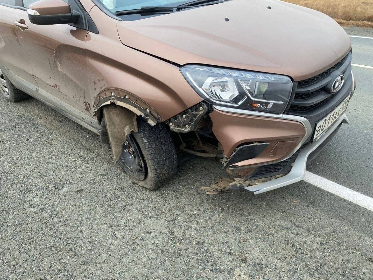  📷    В Новоорском районе в ДТП погибли две лошади Белов Михаил Александрович