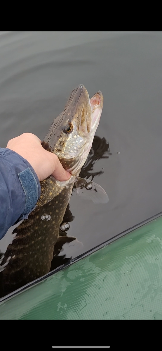 Необычайно прекрасная щука, она должна жить.