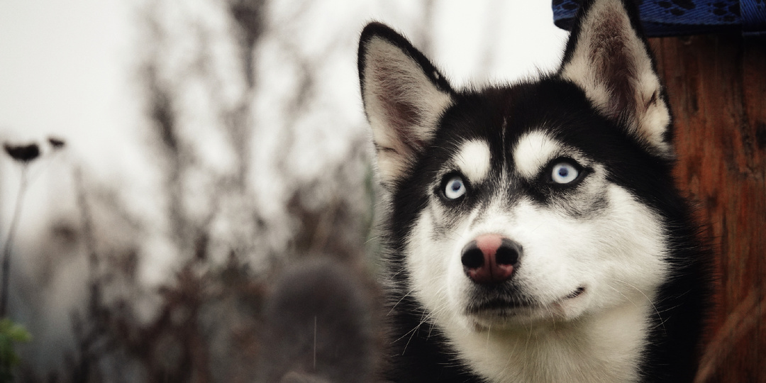 Малюсенькой хаски, которую выкинули, как ненужную игрушку, очень нужна семья🙏🙏🙏