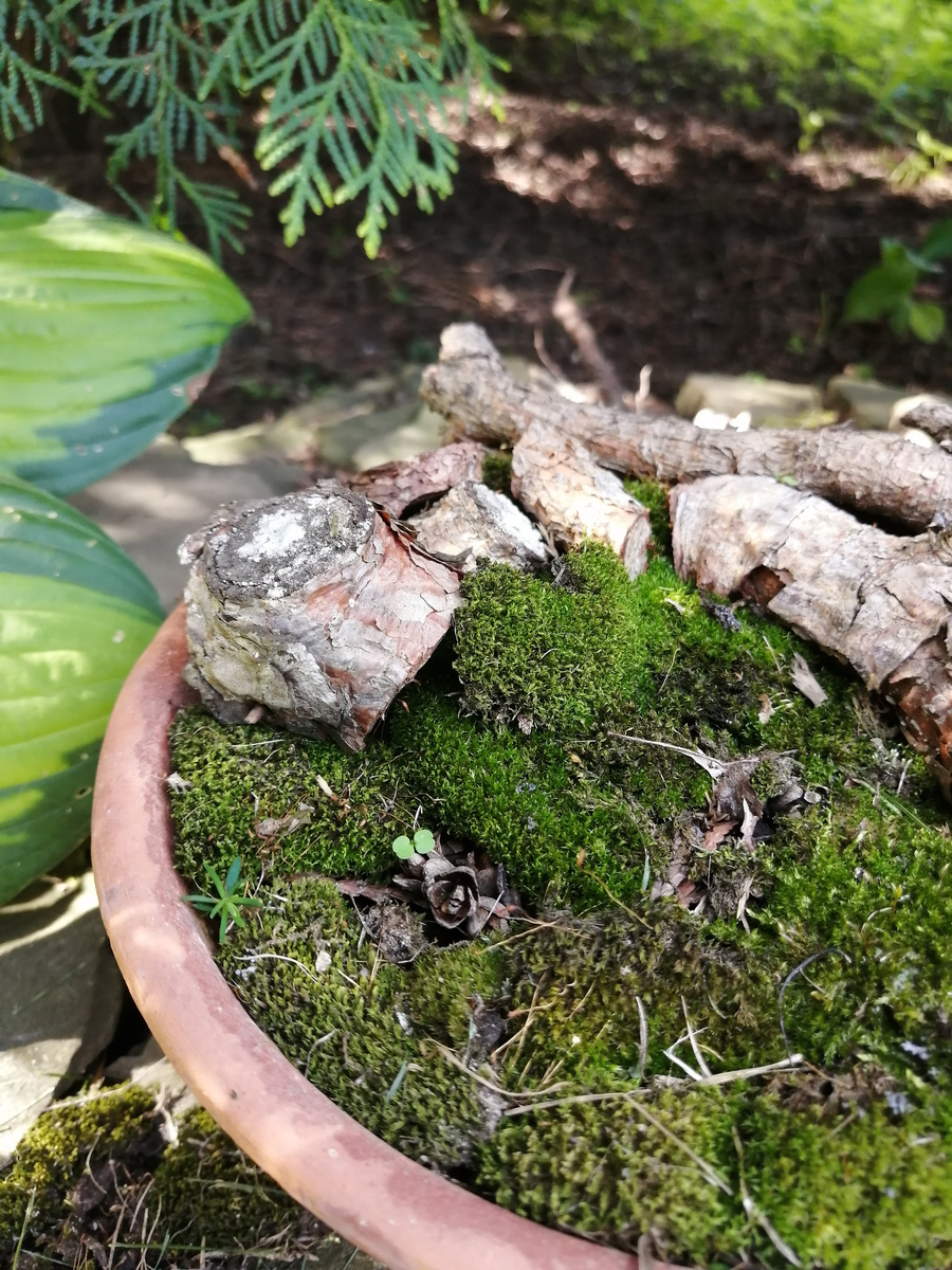 Тую видите? Всход крохотный, у кромки горшка во мху. Хвоя пока ювенильная, взрослой нет