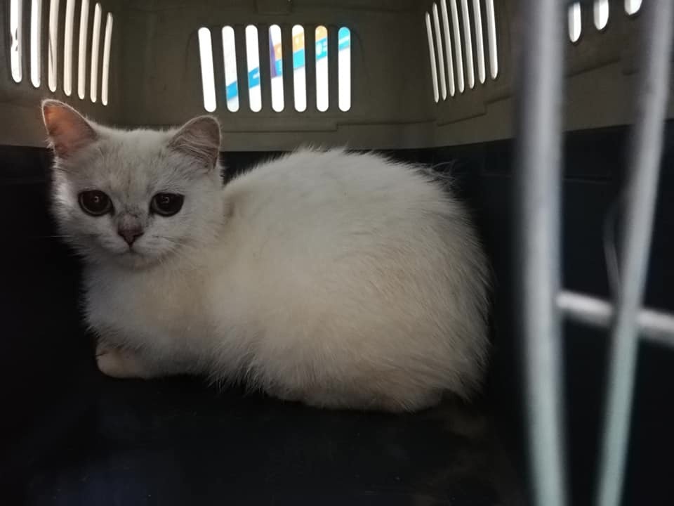 Когда только поймали. Вроде и стресс был у кошки, и вроде довольна была, что поймали наконец