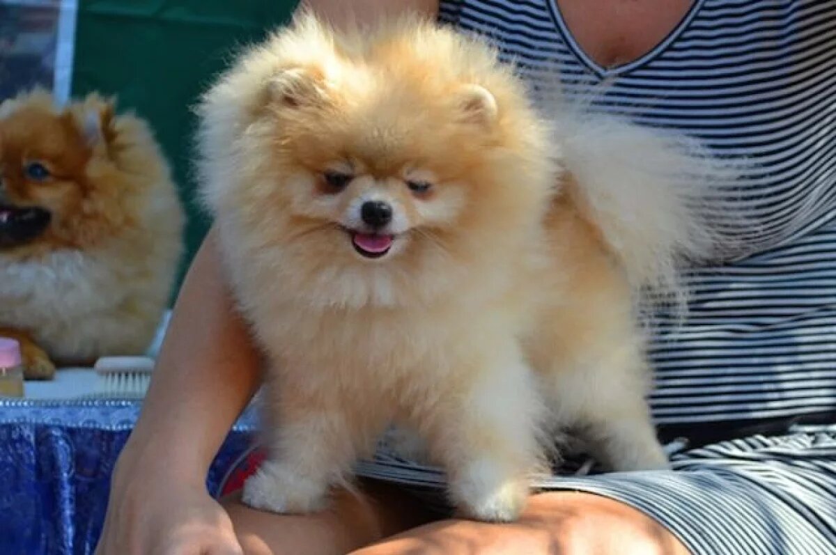    Жительницу Алтайского края «кинули» на шпица