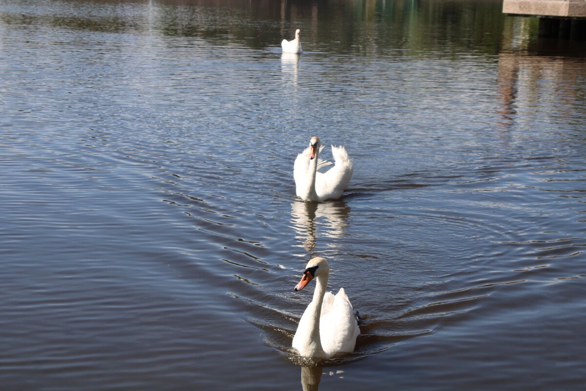 У самарских лебедей оказался свободолюбивый характер. Они часто пытались улететь с озера.