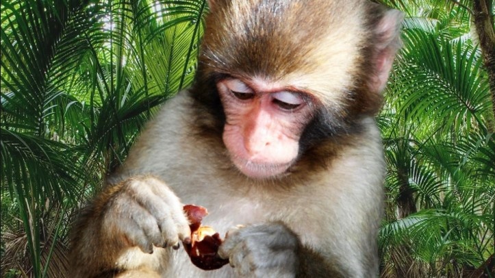 Это мартышка