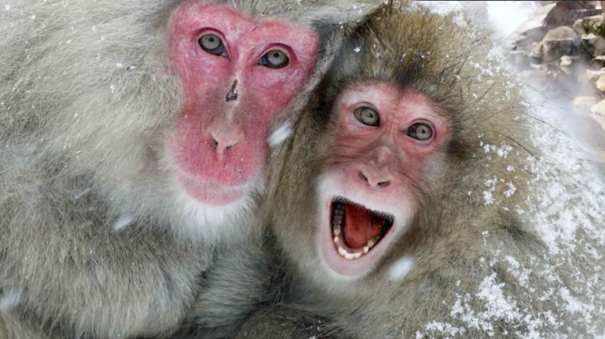 Японские обезьянки зимой греются в горячих источниках