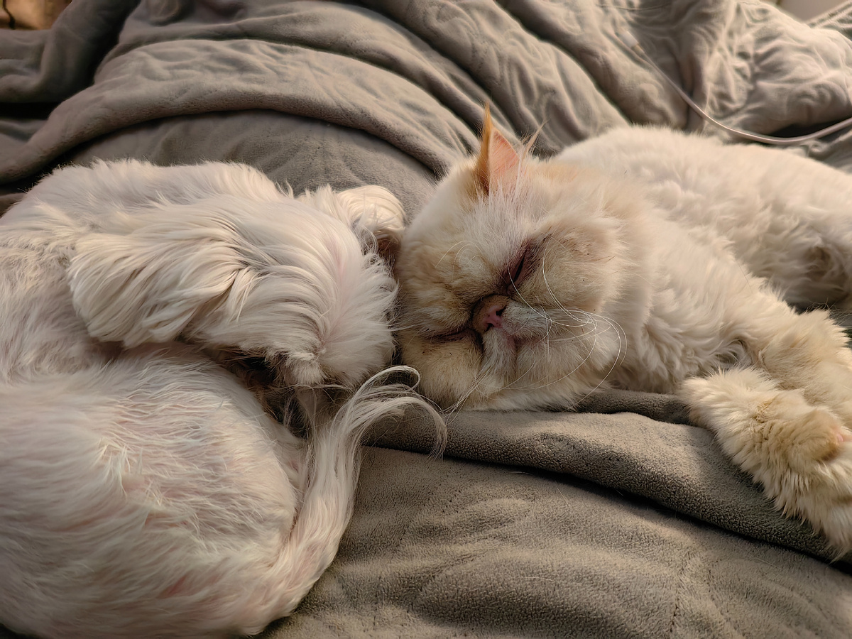 Как кошка с собакой 