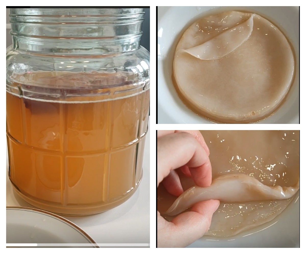 Уксусная матка