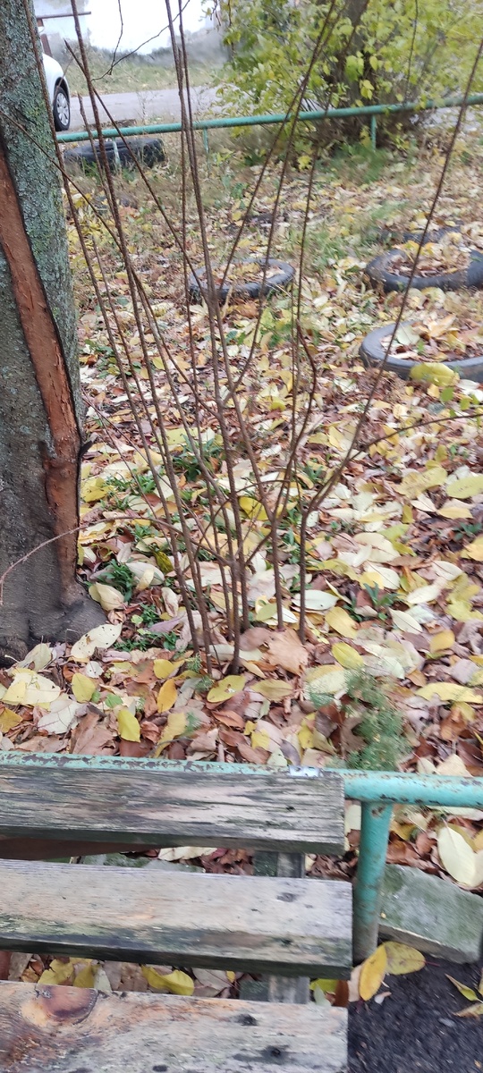 Лавочка у нашего подъезда (фото автора)