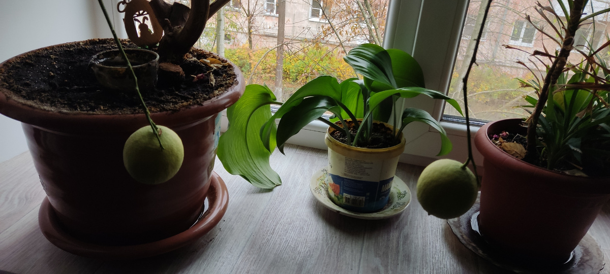 Вы уж сто раз видели)) (фото автора)