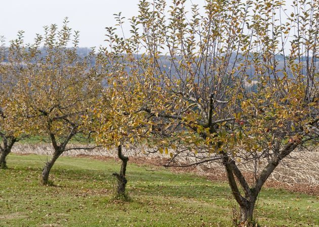 Для чего утеплять корни плодовых? 