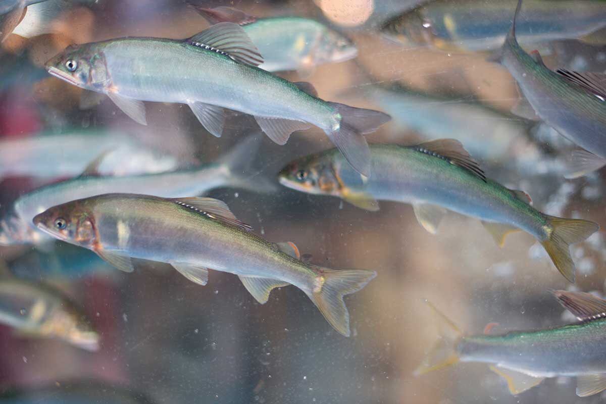 mujijoa79 / Shutterstock / FOTODOM📷За четыре часа треска съела около 10 млн мойв