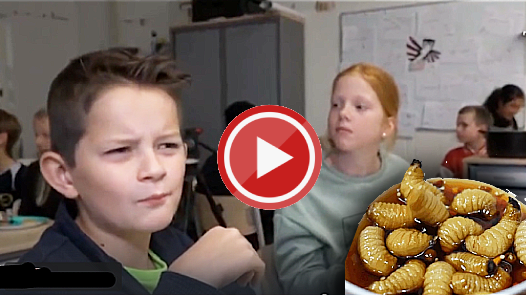 Почему детей кормят насекомыми