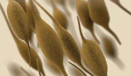 Вот они какие. Красивые, правда? (фото из открытых источников)