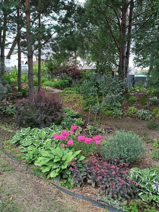 так выглядит сад  в 2024 году, сочетание розовых флоксов, темного барабариса и седума видного