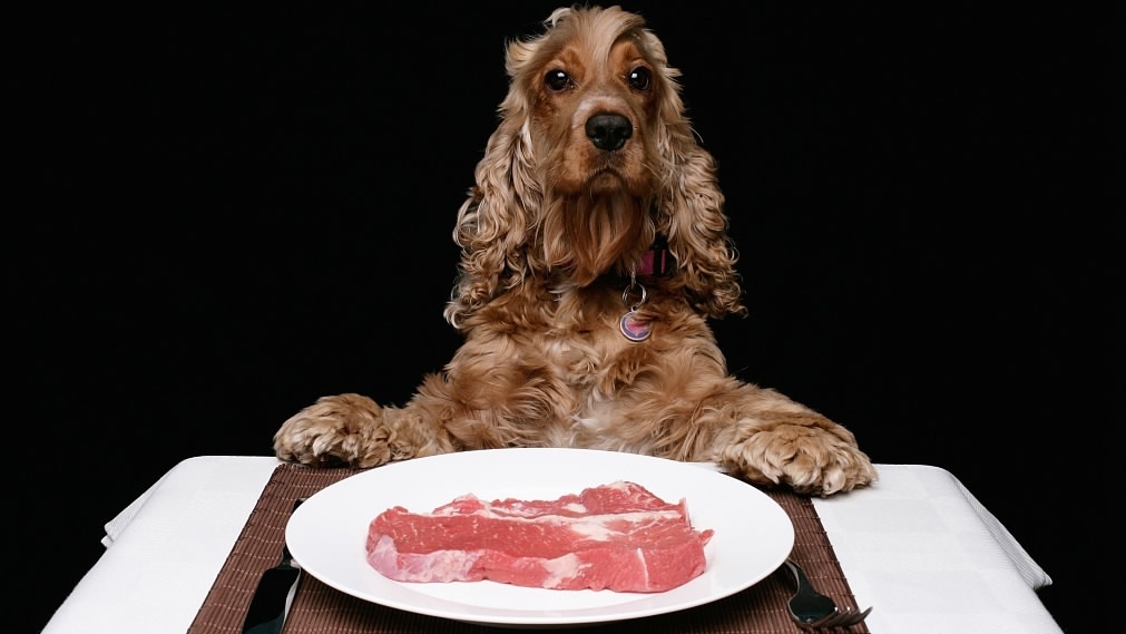 источник фото: https://news.cgtn.com/news/3245544d78677a6333566d54/img/a8f468bd-32db-41ce-8d59-df12a8b5a8b2.jpg