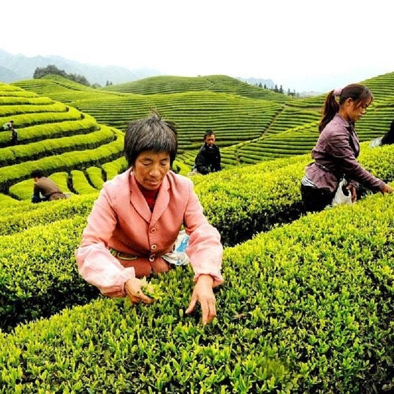 Би-Лочунь-китайский зелёный чай из провинции Цзянсу