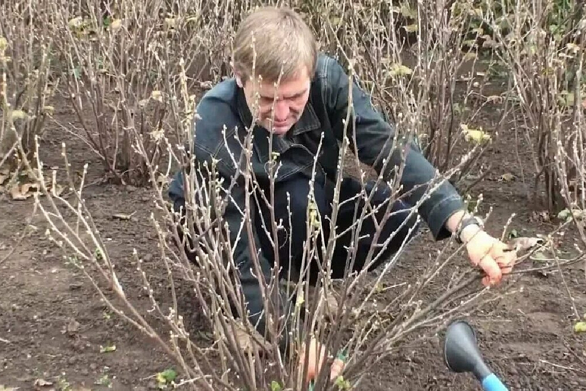Обрезка старой смородины осенью. Обрезанный куст крыжовника. Смородина куст. Крыжовник куст ранней весной. Куст крыжовника весной.