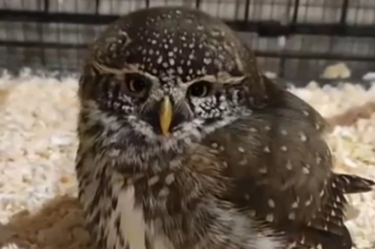    За жизнь воробьиного сыча борются в псковском подворье «Птичий дворик»