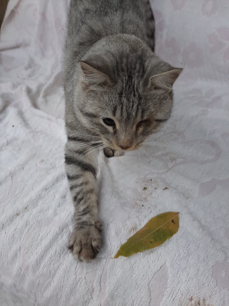 Джон Сильвер