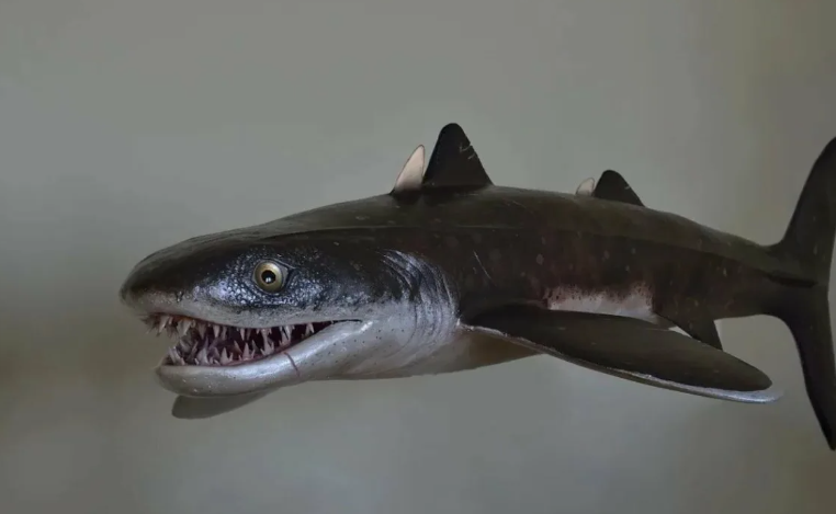 поплавали бы с таким чудиком?