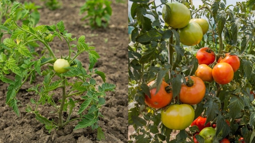 Результат применения перепревших опилок через 2 месяца после внесения в почву