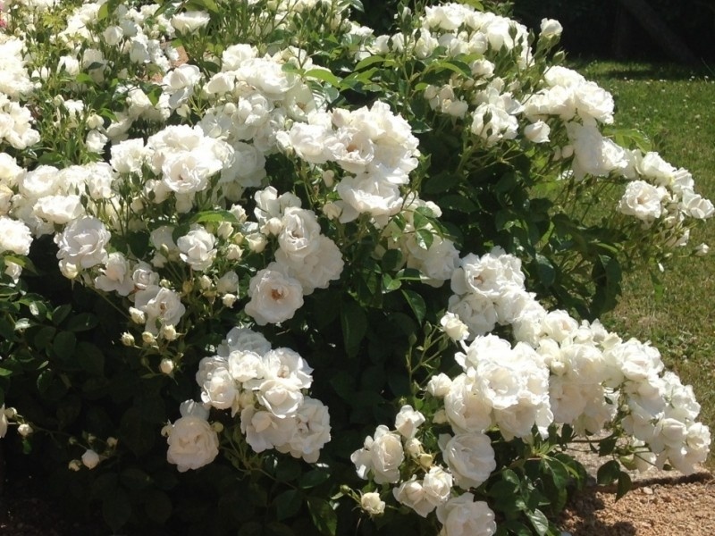 Dominique Loiseau (Delolia) доминИк луазО G. Delbard Франция, 2003    