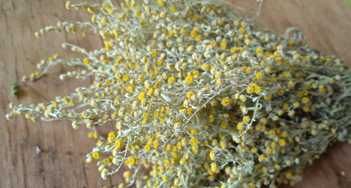 на полыни, кстати, тоже можно заработать