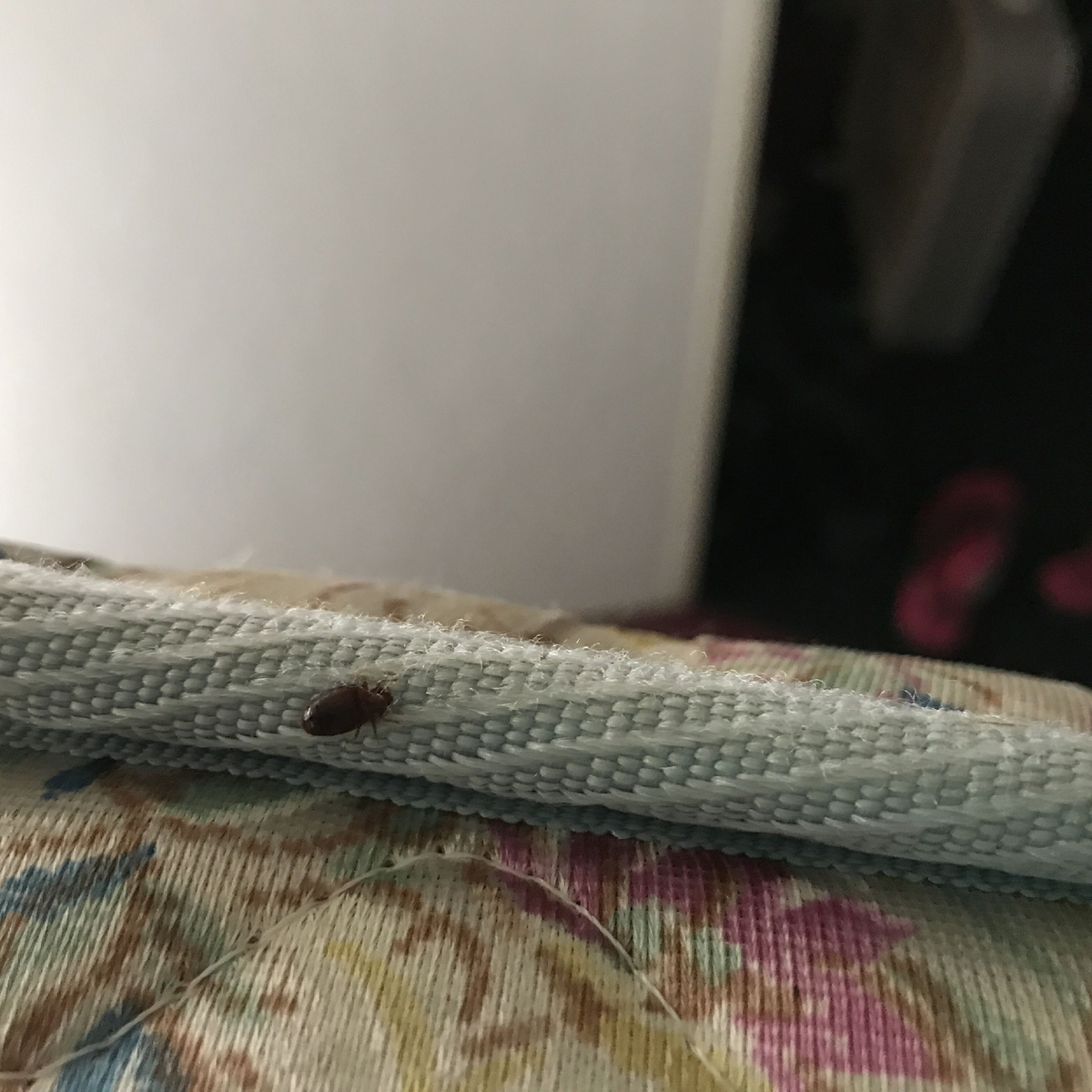 клоп в обшивке дивана