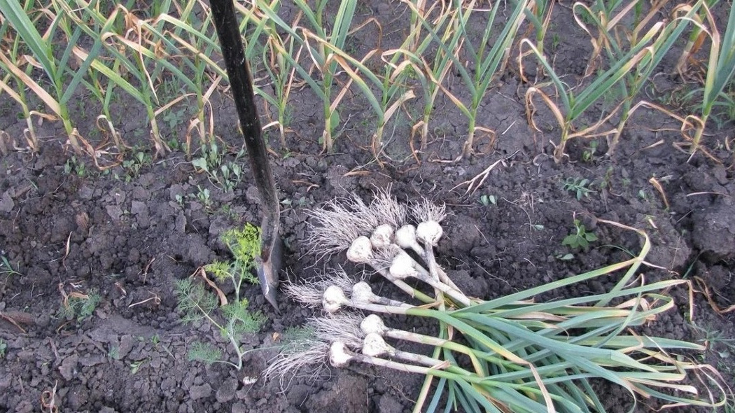 Правильно выбранное время уборки - залог хорошего хранения