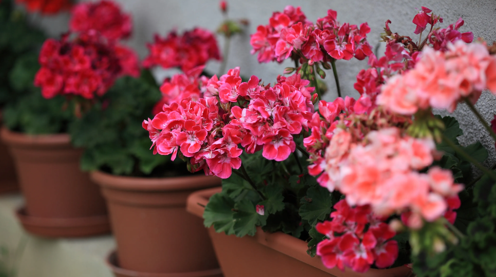 "Герань зимой больше не лысеет": подкармливаю простой подкормкой, чтобы кустики оставались пышными и не теряли листву