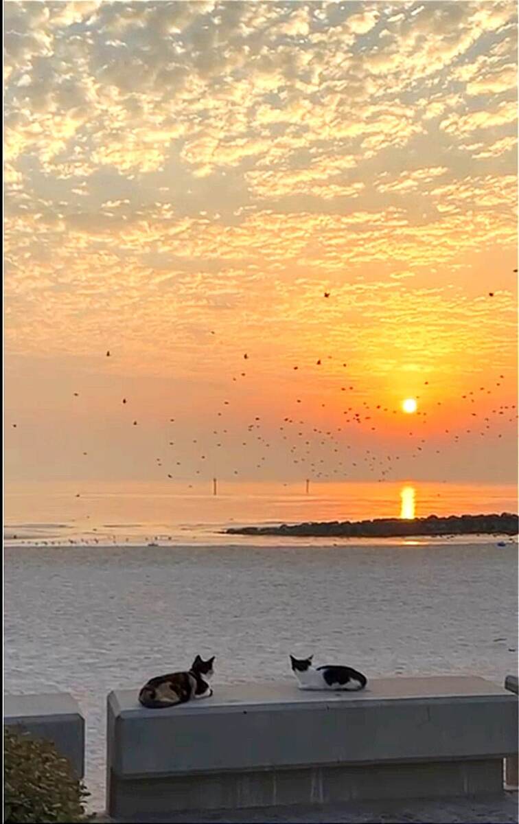 Скриншот с видео моей подруги - рассвет в Кувейте и кувейтские котики